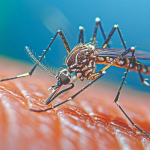 Dengue