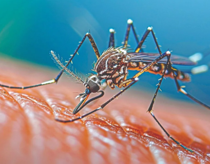 Dengue