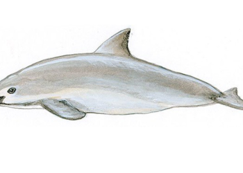 vaquita-marina-Semarnat-Plan-de-Acción