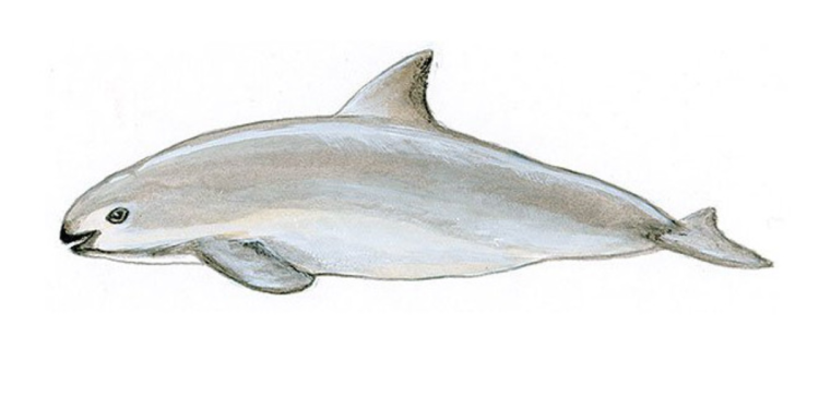 vaquita-marina-Semarnat-Plan-de-Acción