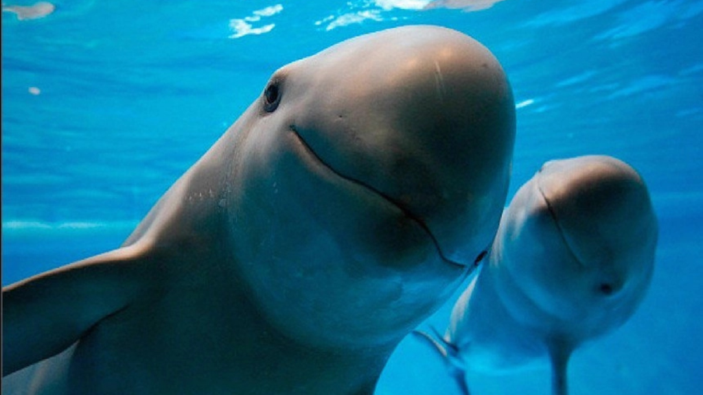 vaquita-marina-Semarnat-Plan-de-Acción