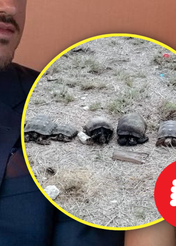 CODIGO REGIO A SG y MRC no les importa el bienestar animal, así como casi dejan morir a la osa Mina, ahora dejan morir 64 tortugas que estaban en peligro de extinción