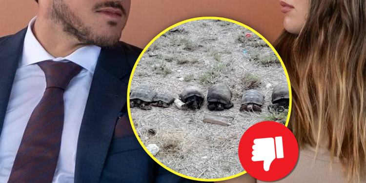 CODIGO REGIO A SG y MRC no les importa el bienestar animal, así como casi dejan morir a la osa Mina, ahora dejan morir 64 tortugas que estaban en peligro de extinción