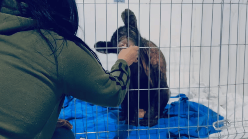 causa de muere la osa Mina