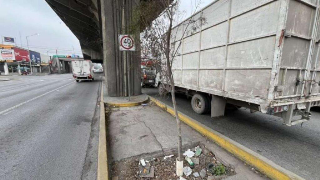 negligencia en la plantación de árboles en Nuevo León